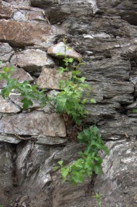 Nature finds a way