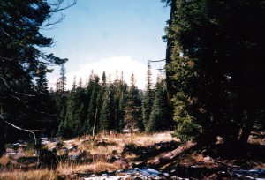 Out in the woods near Lassen Peak