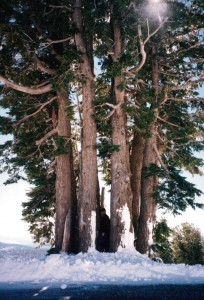 Bart amidst the trees