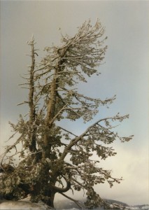 Tree up close