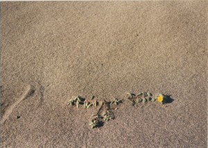 Flower at the beach