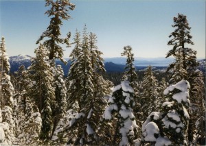 More snow covered trees