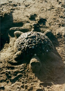 Turtle