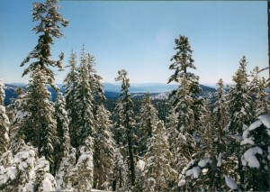 Snow covered trees