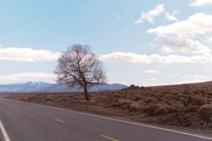 Lone tree