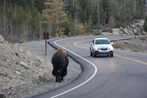 Bison pedestrian