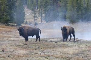 Bison