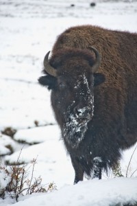 Bison