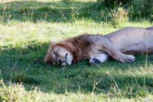 Lion