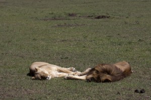 Lions