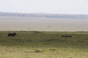 Warthog and piglets