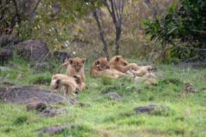 Lion cubs