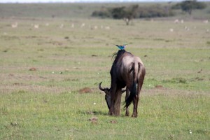 Wildebeest and friend, Elephant Pepper