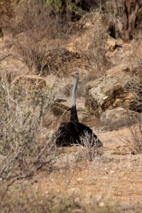 Papa ostrich