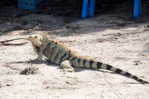 Iguana