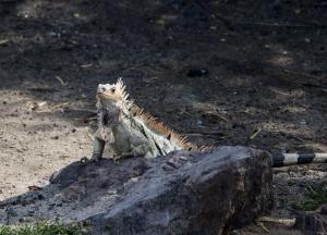 Iguana
