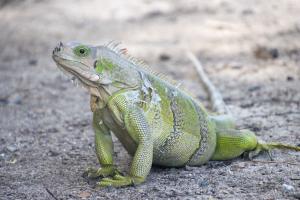 Green Iguana