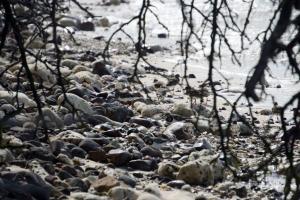 Shore birds (look closely)