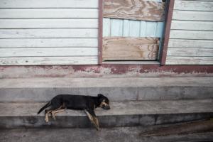 Sleeping dog
