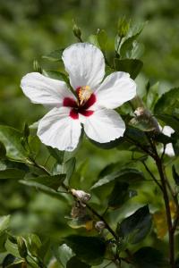 White flower