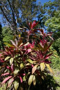 Red leaves