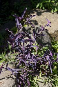 Purple leaves