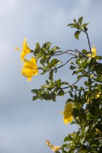 Yellow flowers