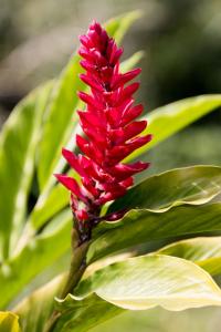 Red Ginger
