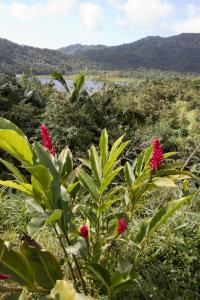 Red Ginger