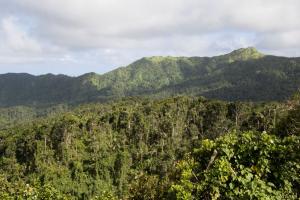 Grand Etang National Park