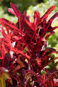 Red leaves
