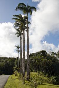 Palms