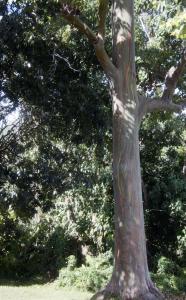 Rainbow Eucalyptus