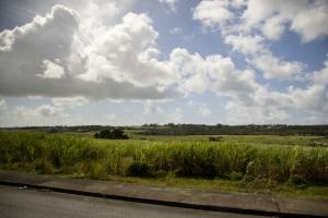 Sugar cane