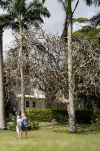 Tree eaten bare by caterpillars