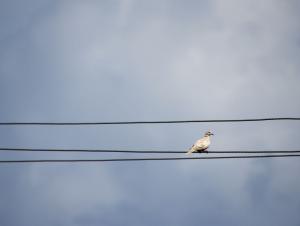 Dove