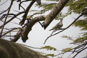 Dove