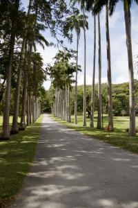 Palm-lined driveway