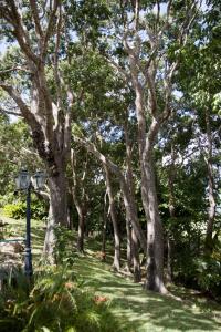 Trees