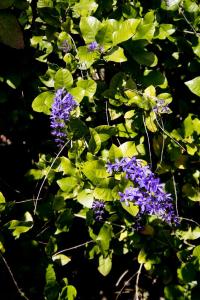 Purple flowers