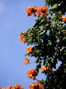 Orange flowers (not an orange tree)