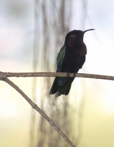 Purple throated carib (hummingbird)