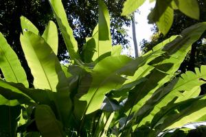Botanical Garden