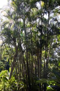 Botanical Garden