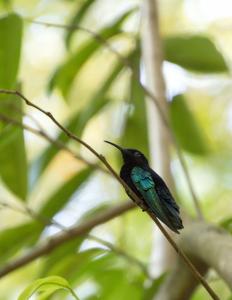 Purple throated carib