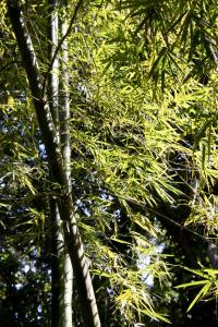 Botanical Garden