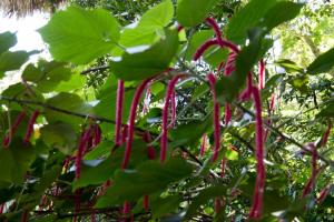 Botanical Garden