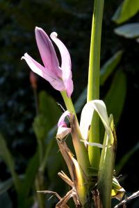 Botanical Garden