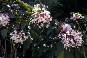 Botanical Garden