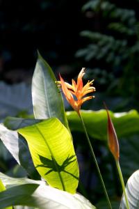 Botanical Garden